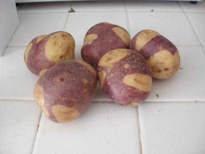 Hybrid Potatoes